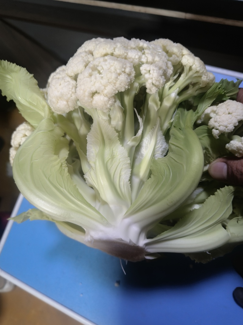 徐州万亩花菜基地，持续上货中，保质量可视频看货，代发全国