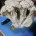 徐州万亩花菜基地，持续上货中，保质量可视频看货，代发全国