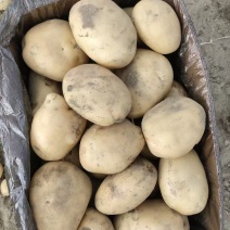 丽薯6号热卖中