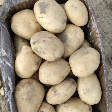 丽薯6号热卖中