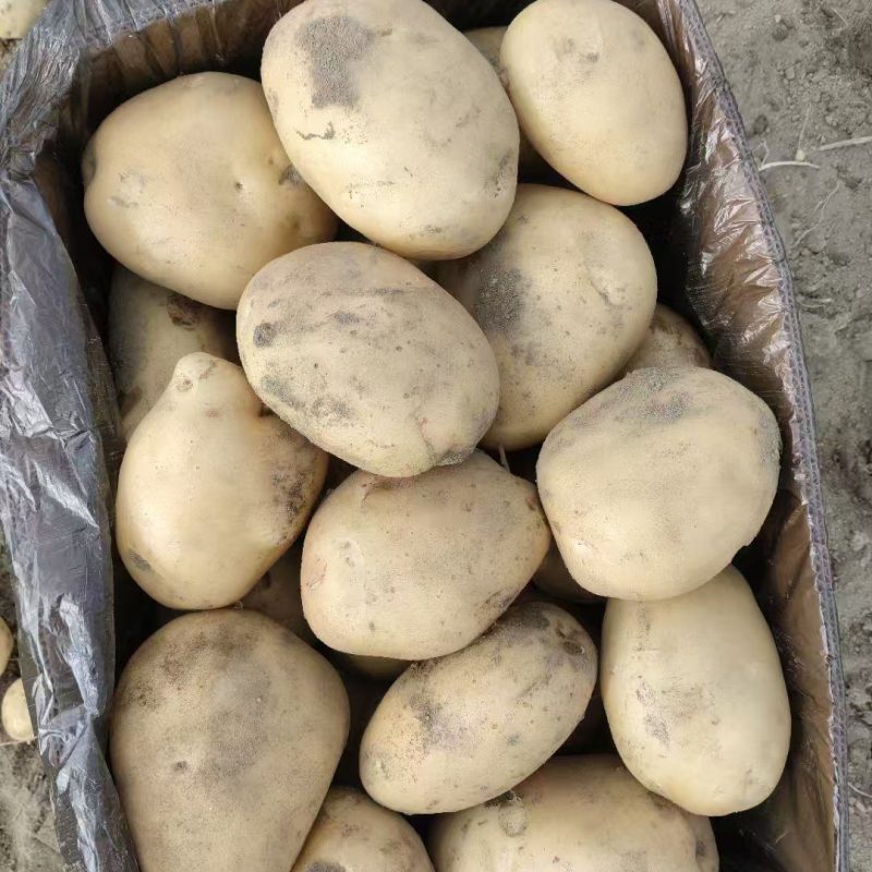 丽薯6号热卖中