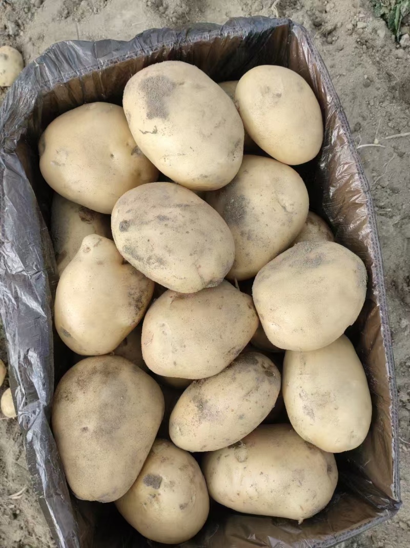 丽薯6号热卖中