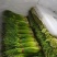 蒜薹江苏白帽蒜薹代收代发代加工代存货源稳定