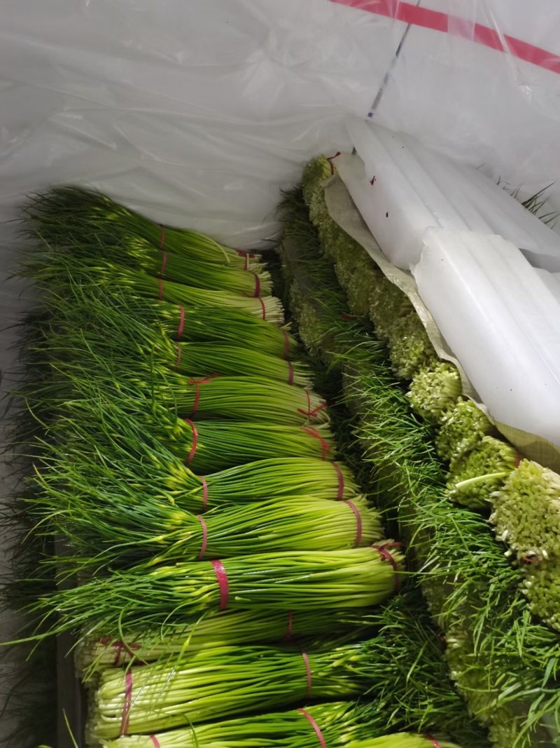 蒜薹江苏白帽蒜薹代收代发代加工代存货源稳定