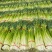 蒜薹江苏白帽蒜薹代收代发代加工代存货源稳定