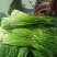 蒜薹江苏白帽蒜薹代收代发代加工代存货源稳定