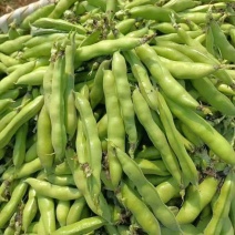 青蚕豆江苏大蚕豆货源稳定代收代发代加工