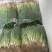 小葱江苏小香葱货源稳定代收代发全国市场