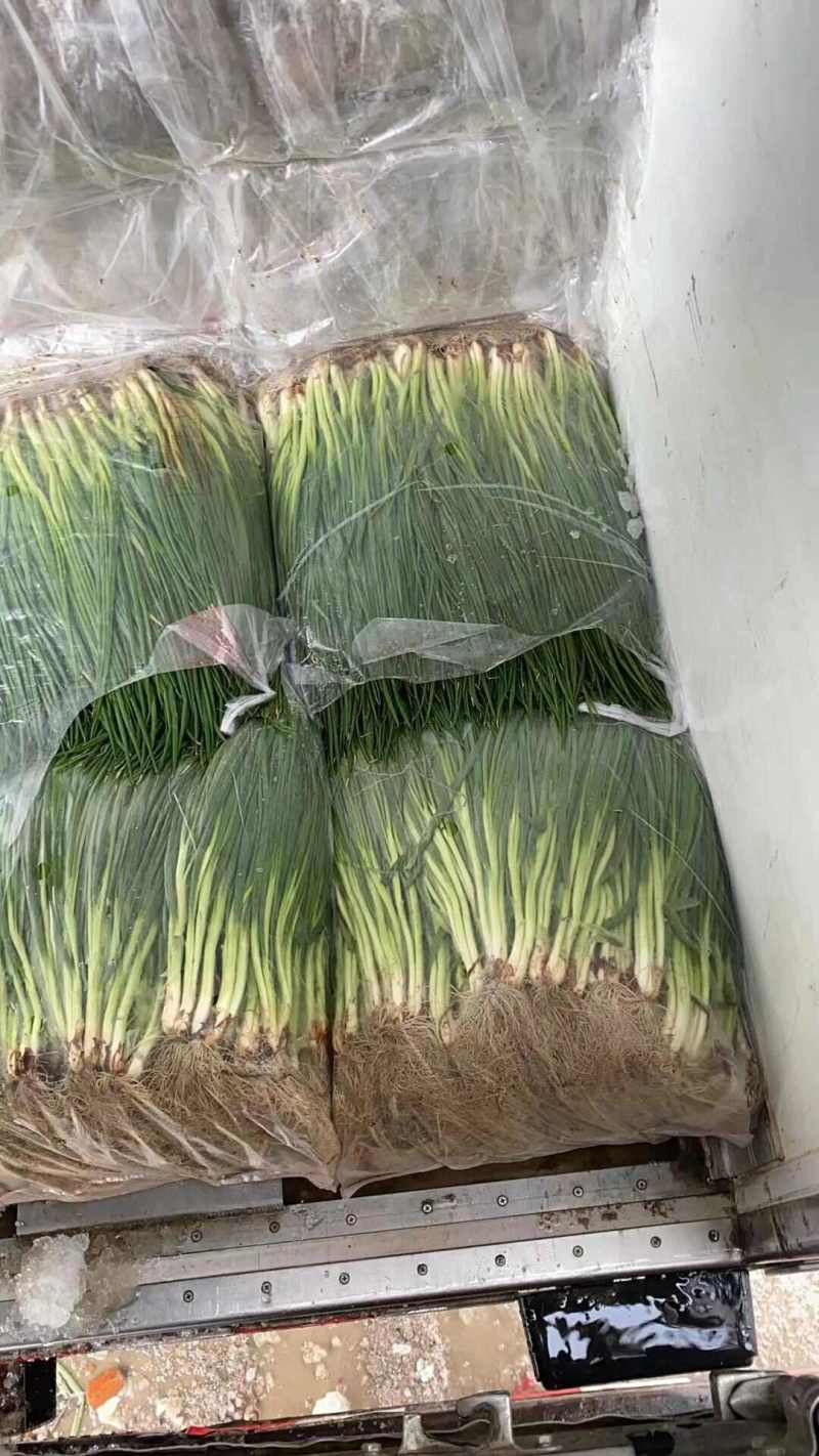 小葱江苏小香葱货源稳定代收代发全国市场