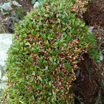 红豆石橄榄