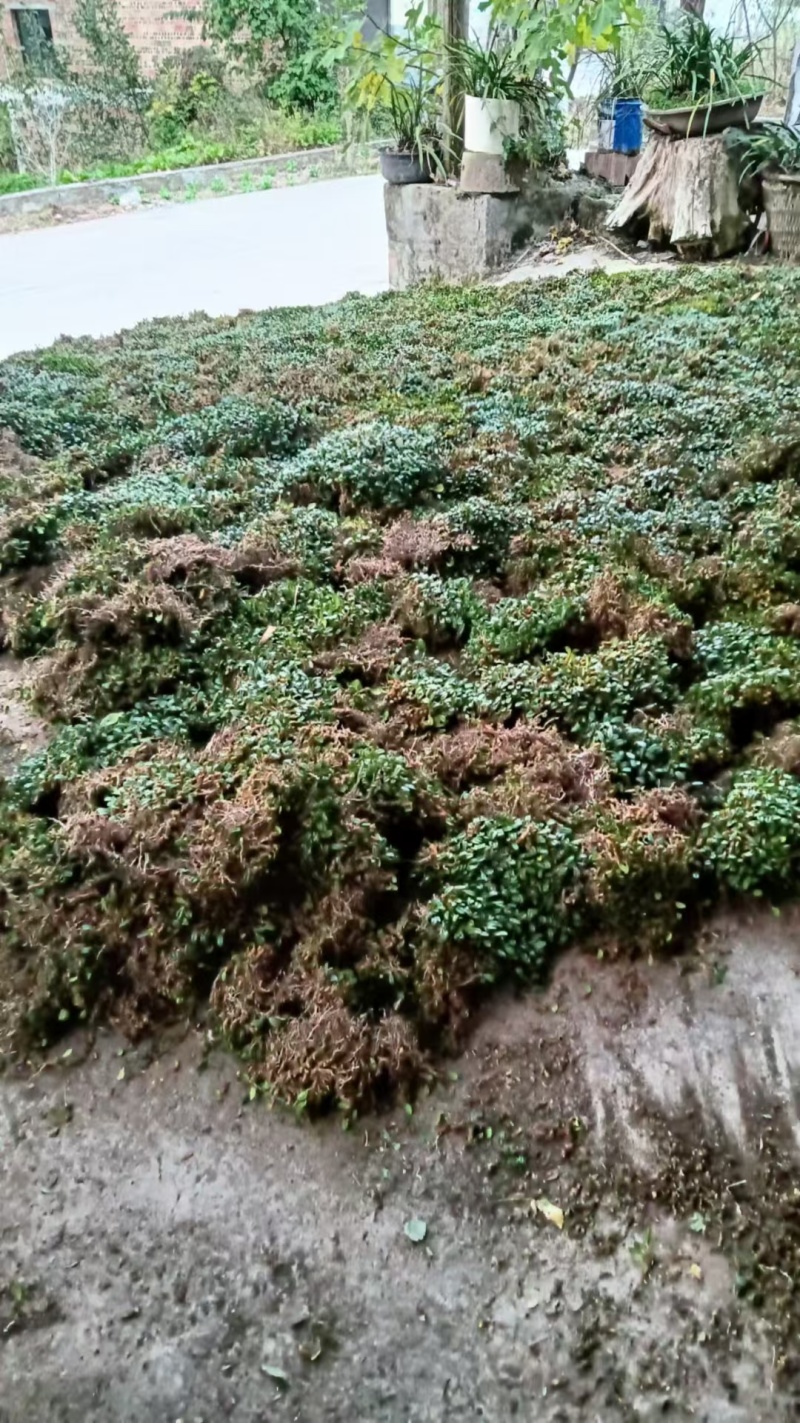红豆石橄榄