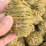 珍虫石斛