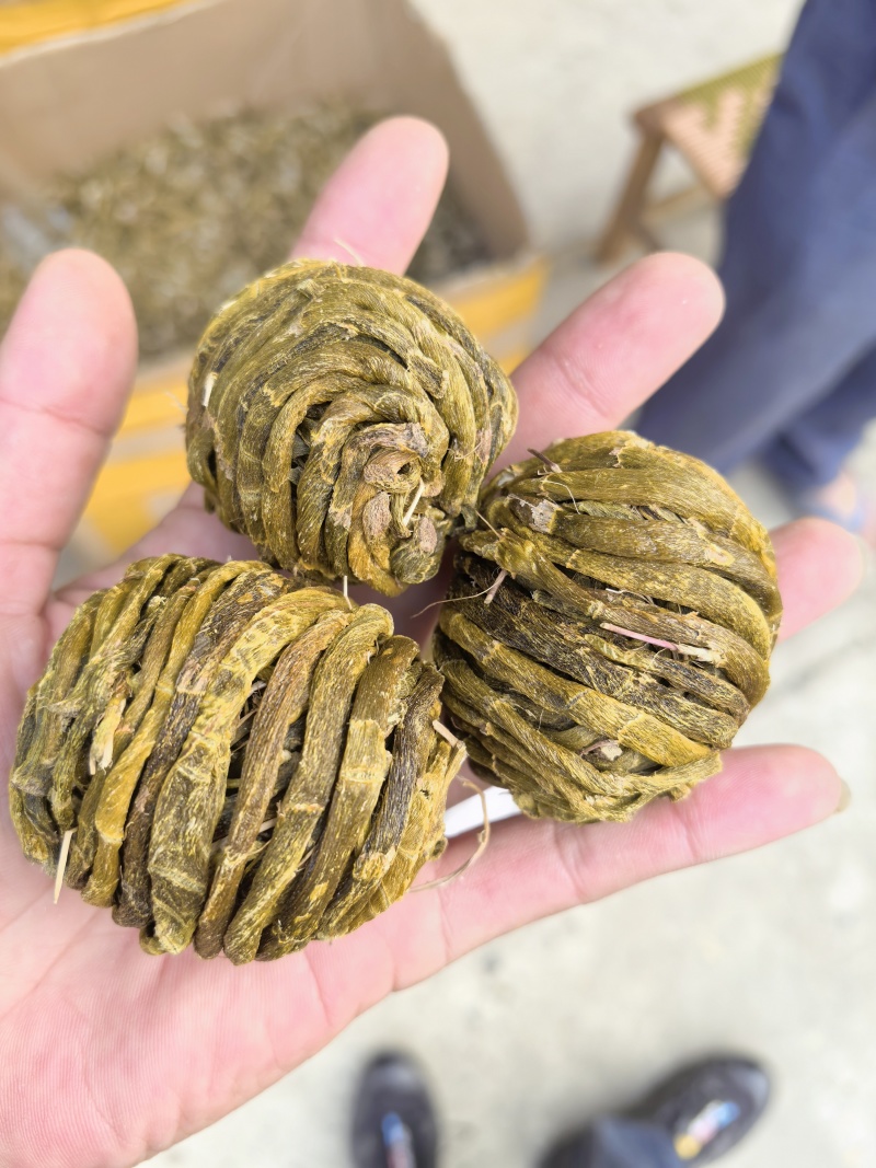 珍虫石斛