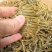 珍虫石斛