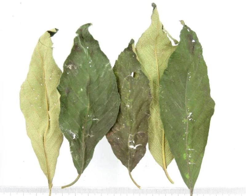 紫珠，大叶紫珠，裸花紫株