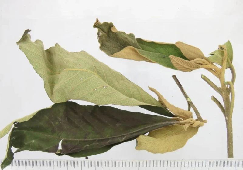紫珠，大叶紫珠，裸花紫株