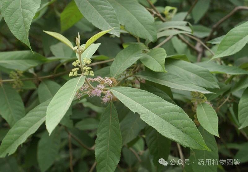 紫珠，大叶紫珠，裸花紫株