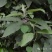 紫珠，大叶紫珠，裸花紫株