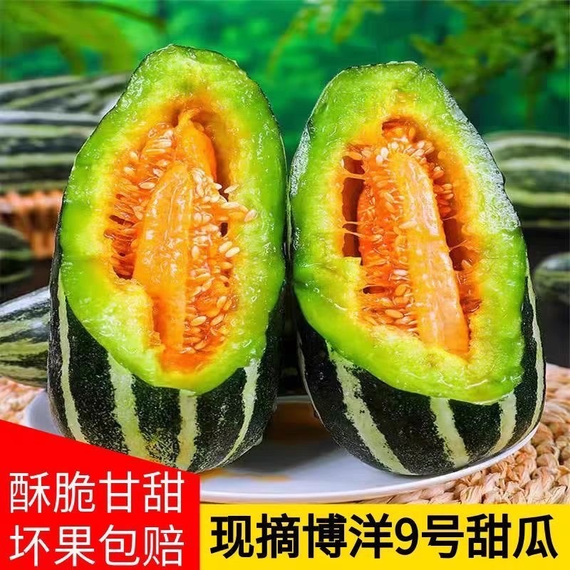 博洋九号甜瓜一件代发大量现货对接电商平台