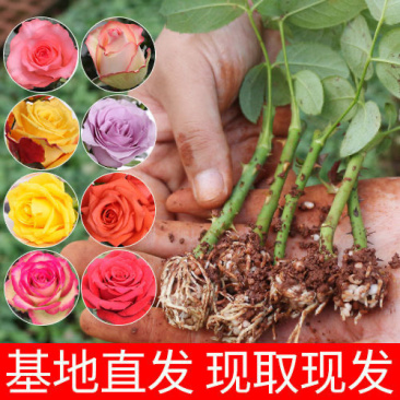 超低价低到离谱通货玫瑰花苗园林绿化苗成活率95%