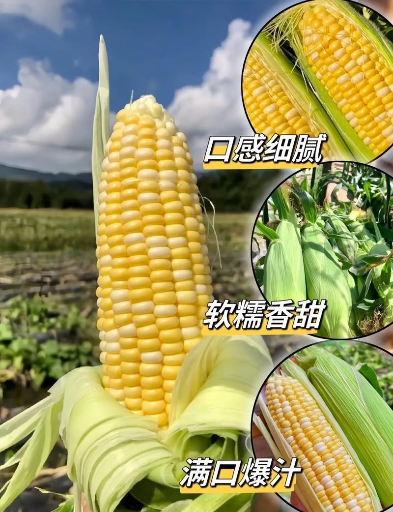 《水果玉米》云南玉米/万糯/彩糯/花糯/太阳花/全国代发