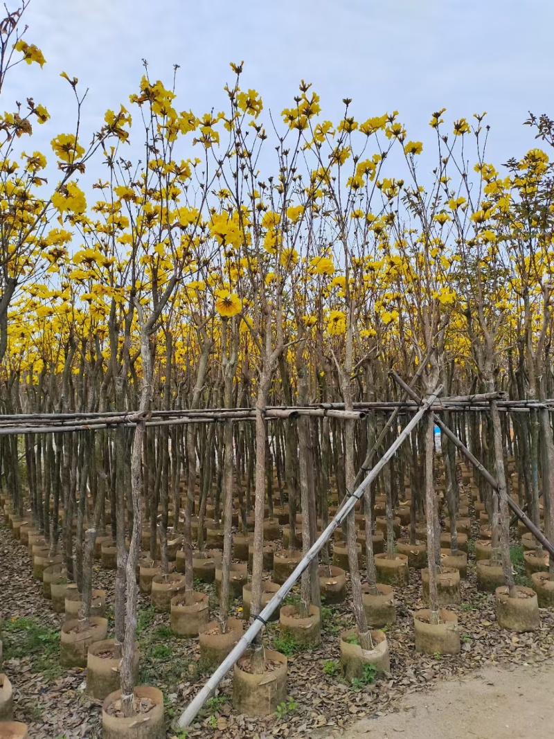 黄花风铃木3-8公分出售，基地直销