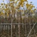 黄花风铃木3-8公分出售，基地直销
