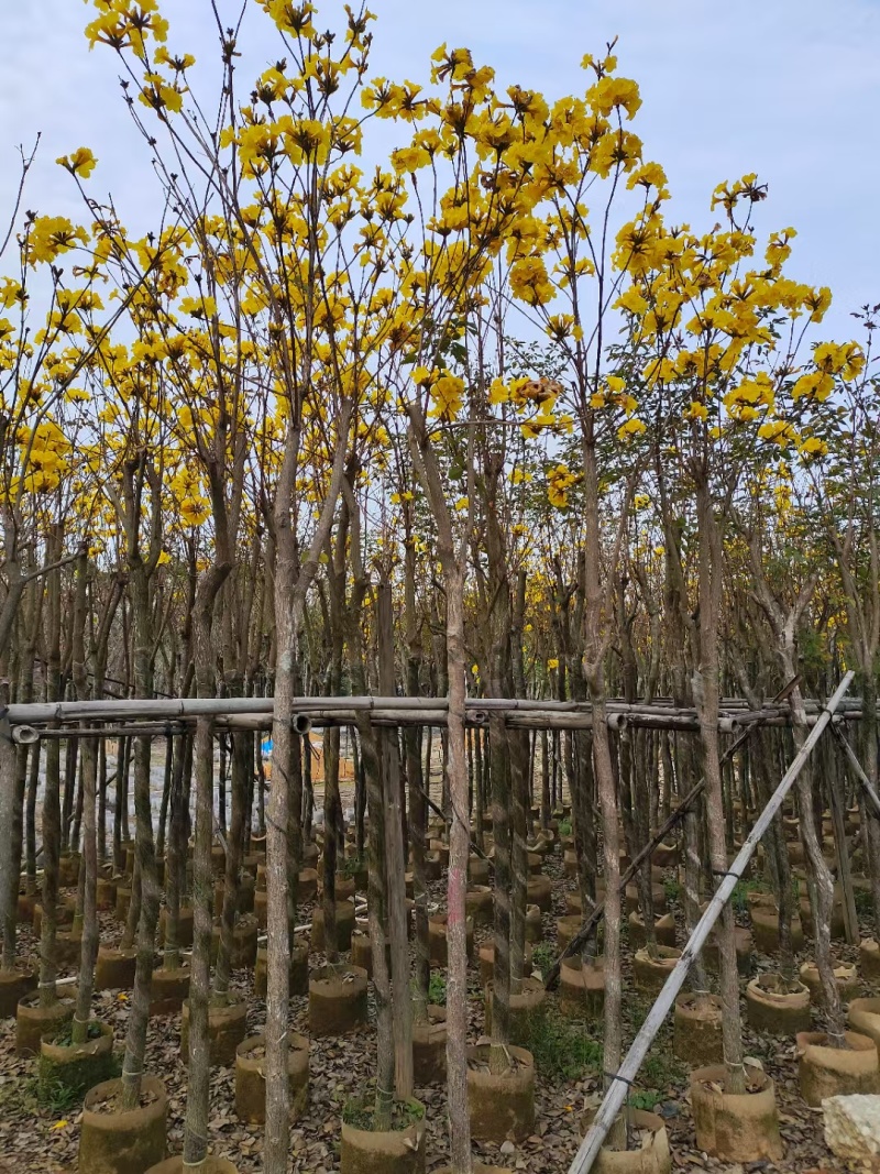 黄花风铃木3-8公分出售，基地直销