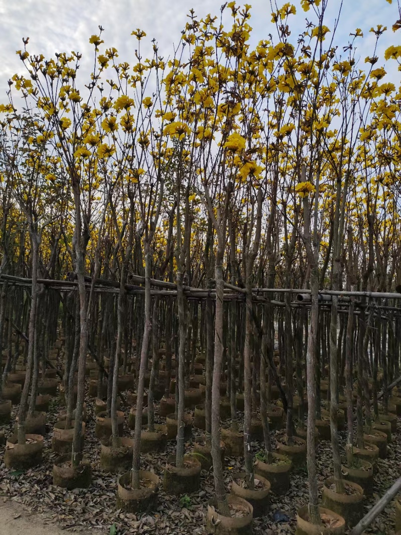 黄花风铃木3-8公分出售，基地直销