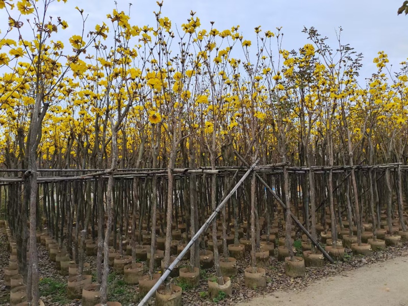 黄花风铃木3-8公分出售，基地直销