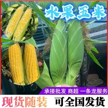 《水果玉米》云南玉米/万糯/彩糯/花糯/太阳花/全国代发