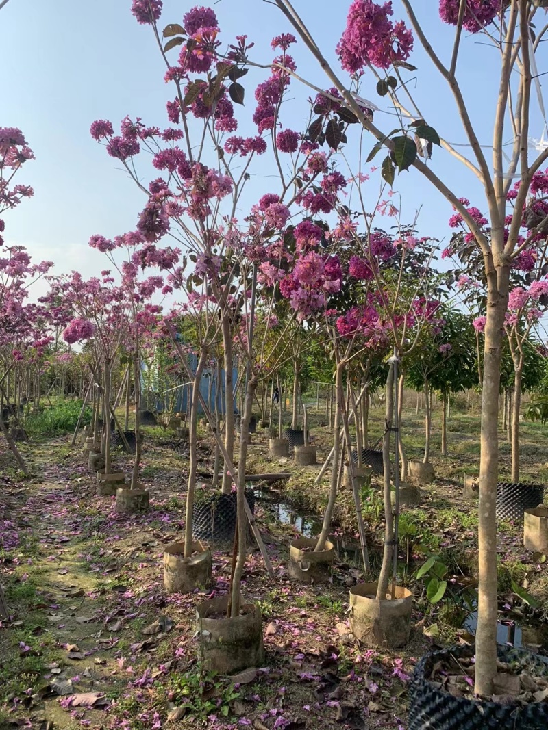 紫花风铃木2-3公分出售嫁接绣球