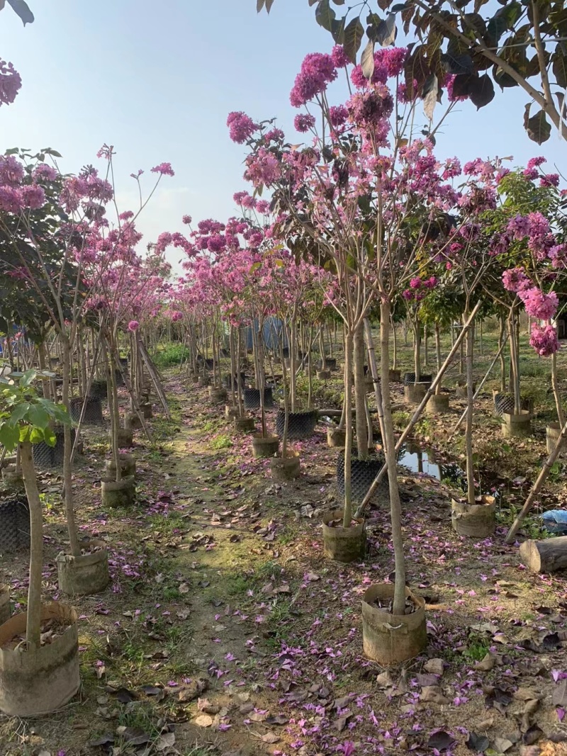 紫花风铃木2-3公分出售嫁接绣球