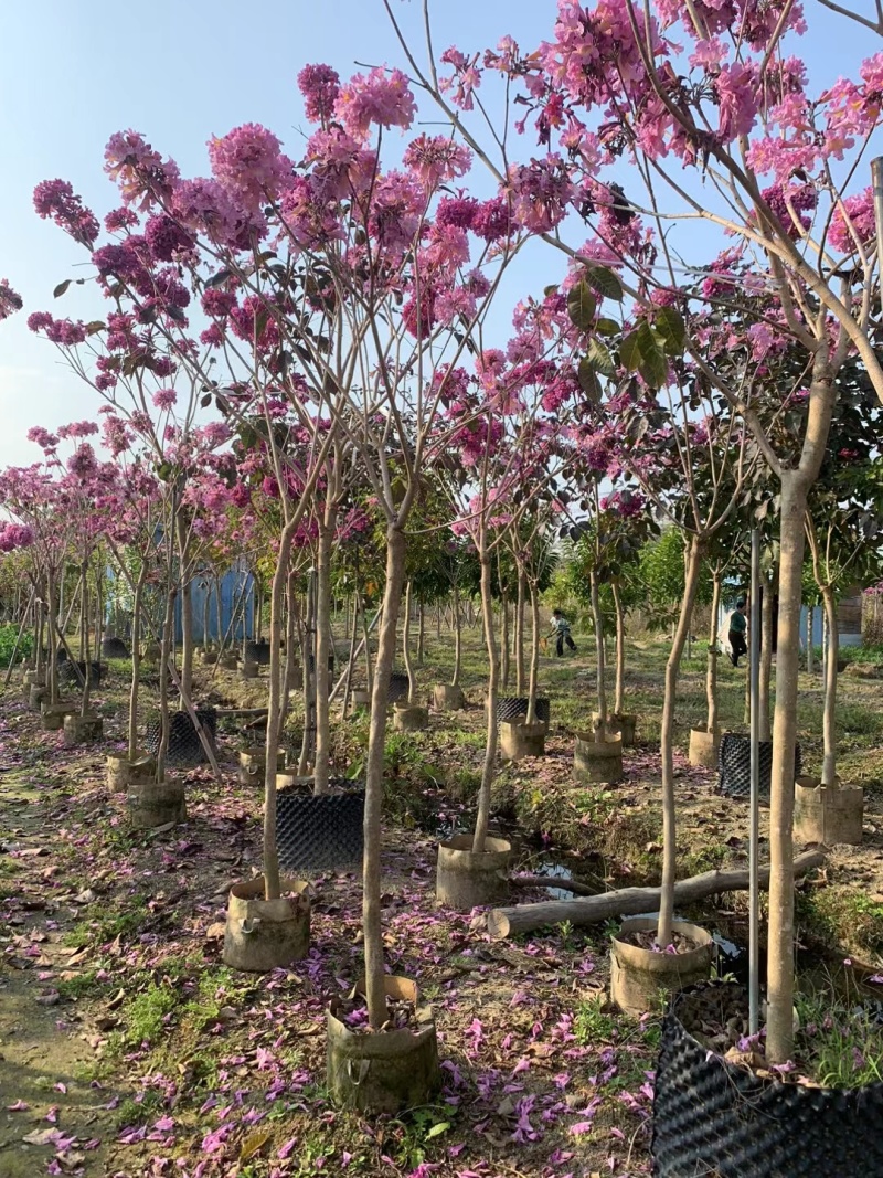 紫花风铃木2-3公分出售嫁接绣球
