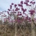 紫花风铃木2-3公分出售嫁接绣球