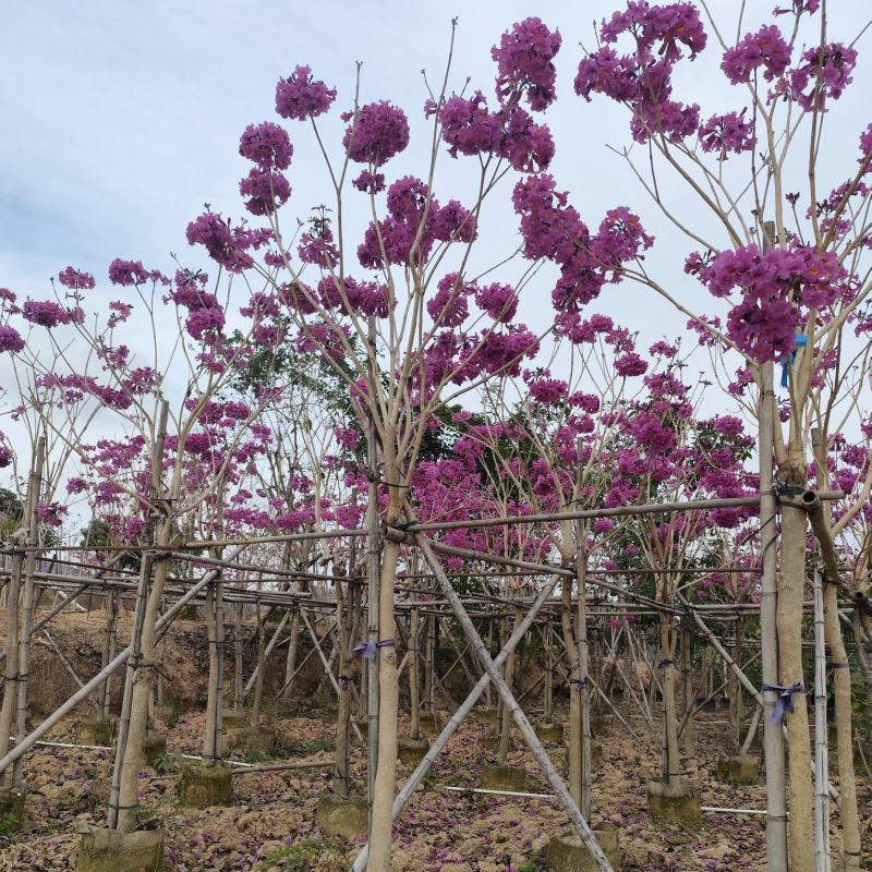 紫花风铃木2-3公分出售嫁接绣球