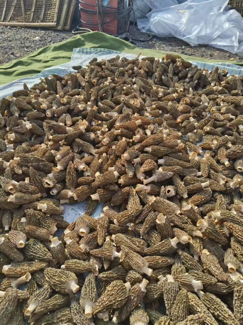 羊肚菌头茬烘干货