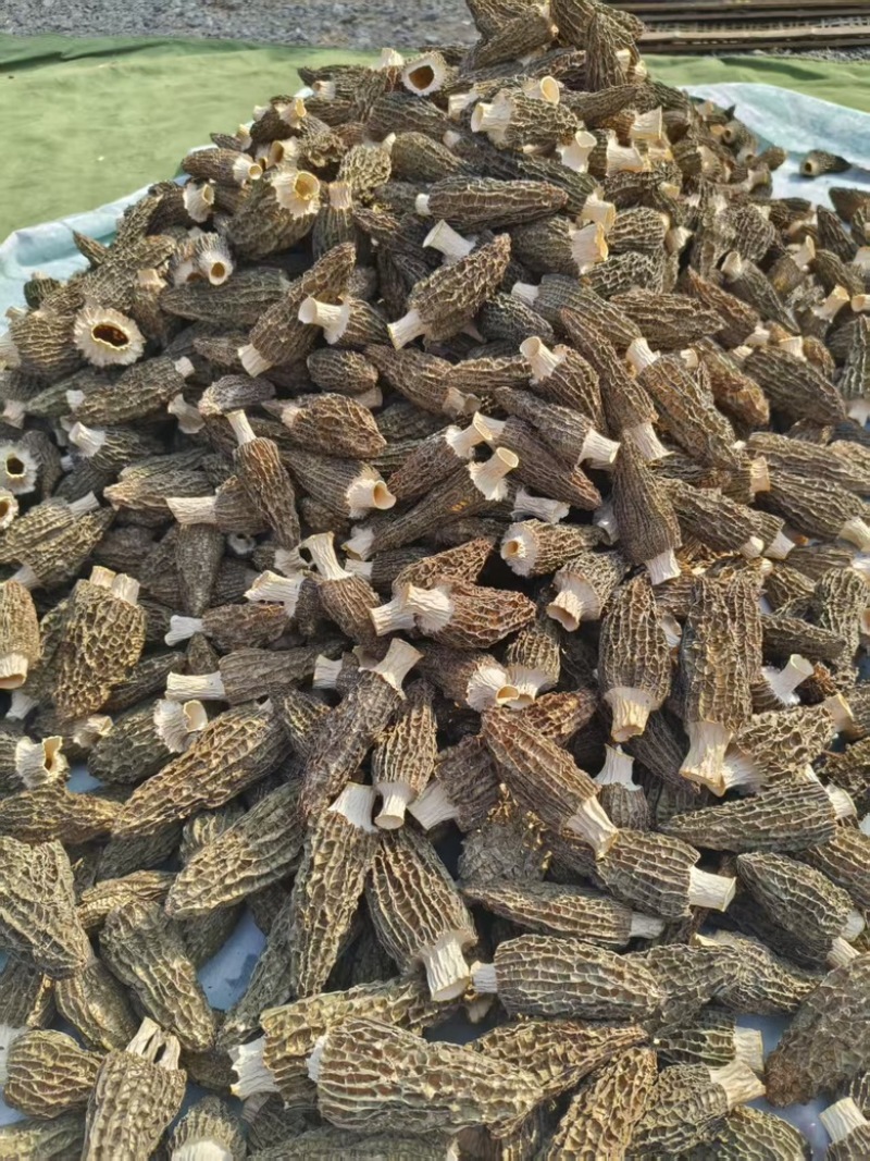 羊肚菌头茬烘干货