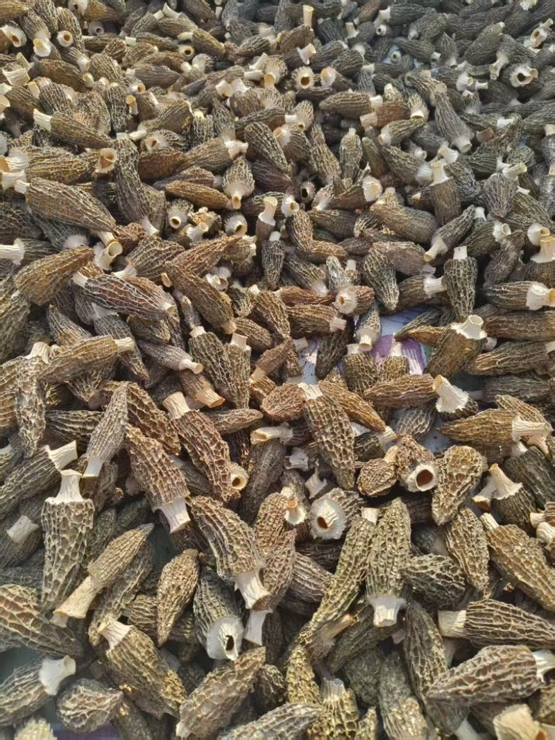 羊肚菌头茬烘干货