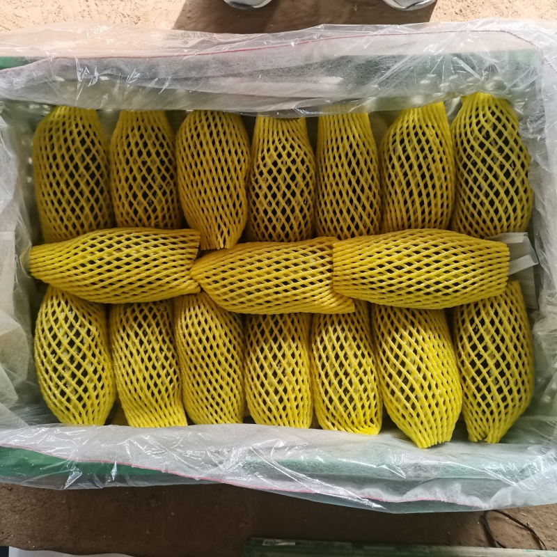 博洋六一条子好甜度高质量很好量大有几十万亩天产量百万斤
