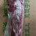 上脑，国产纯干，精修去油，版型漂亮，单块10斤左右