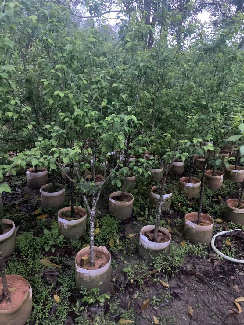 青梅3-4公分需要来电洽谈合作基地直销可视频