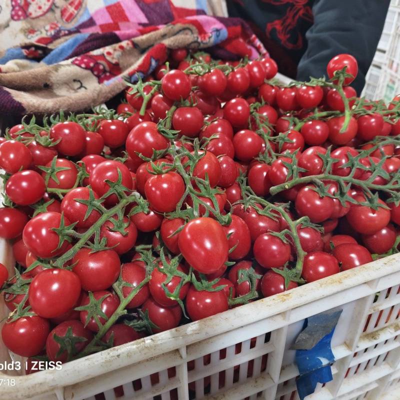 精品串果千禧圣女果酸甜多汁新鲜现摘欢迎电话联系
