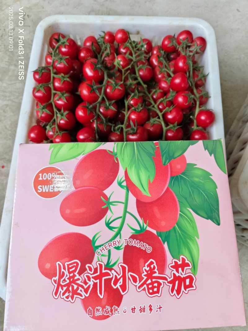 精品串果千禧圣女果酸甜多汁新鲜现摘欢迎电话联系