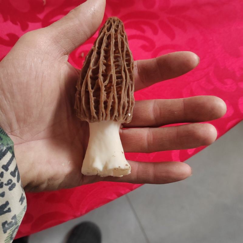 新鲜羊肚菌