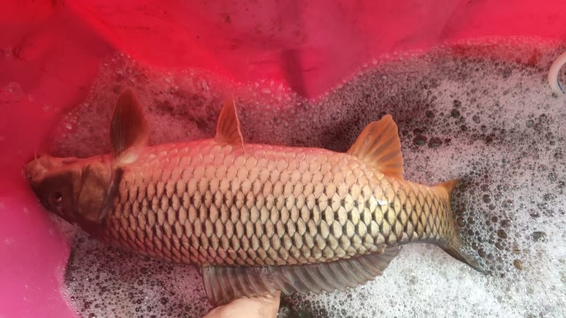 野生鲤鱼