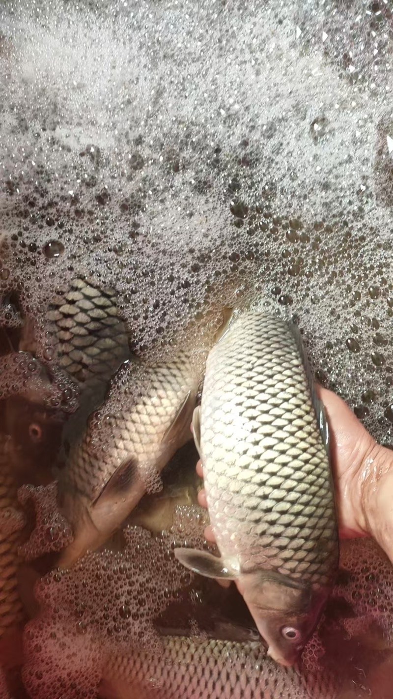 野生鲤鱼