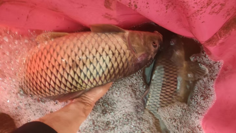 野生鲤鱼