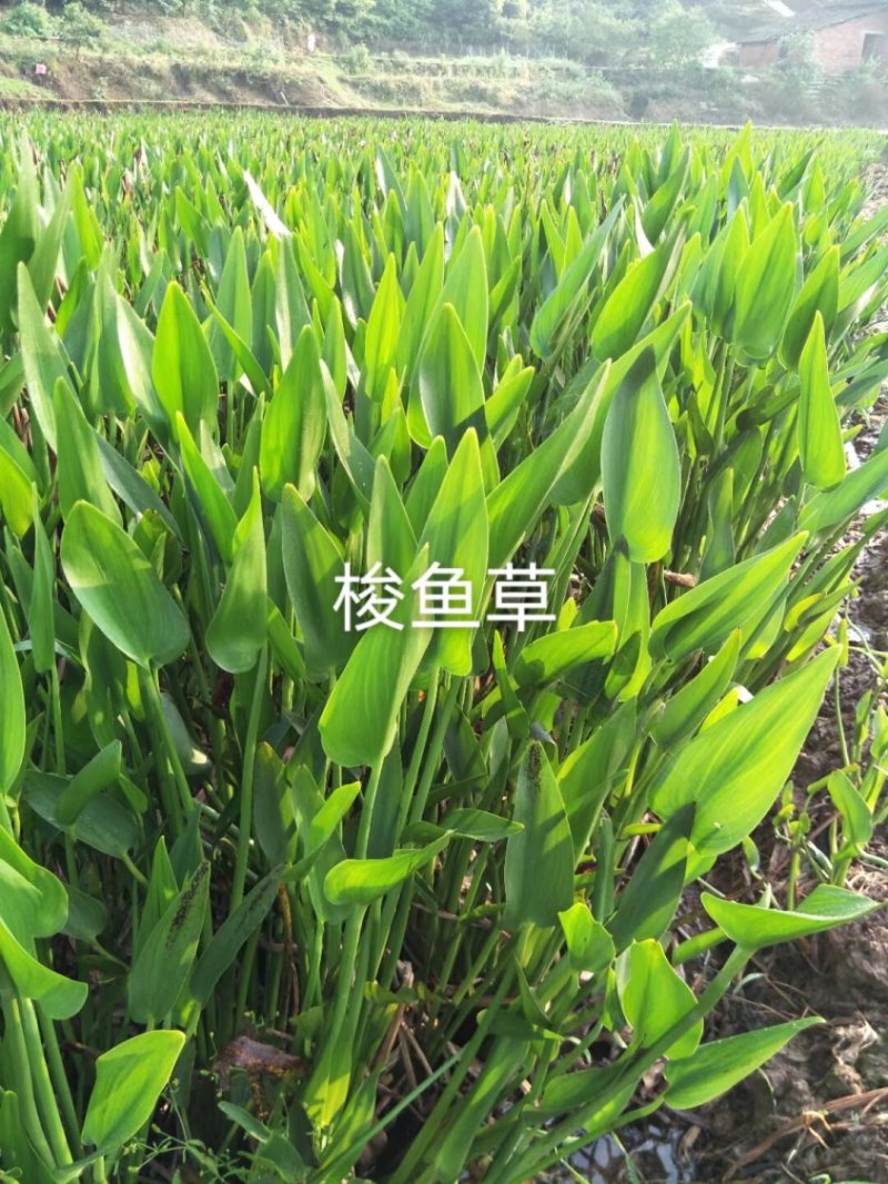 {推荐梭鱼草}苗，基地址发，技术指导，全国发货，质量保证