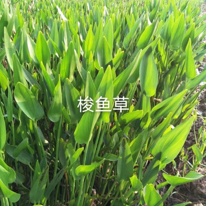 {推荐梭鱼草}苗，基地址发，技术指导，全国发货，质量保证